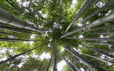 Pensar como un bosque