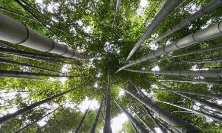 Pensar como un bosque
