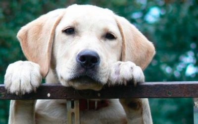 Mi médico es un perro (por Ibón de la Cruz)