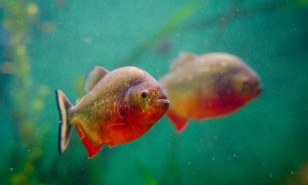 El mono y los peces (por Ibón De la Cruz)
